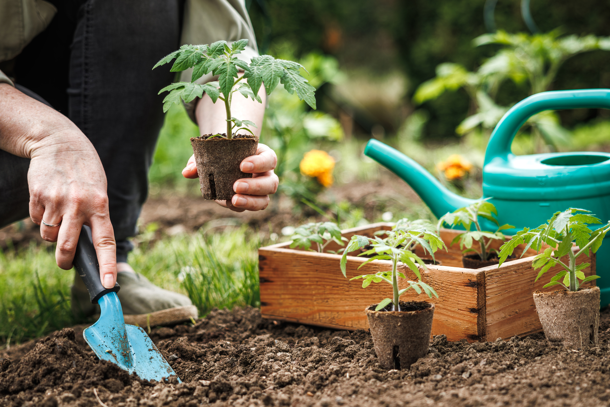 Gardening activity with plants and watering can