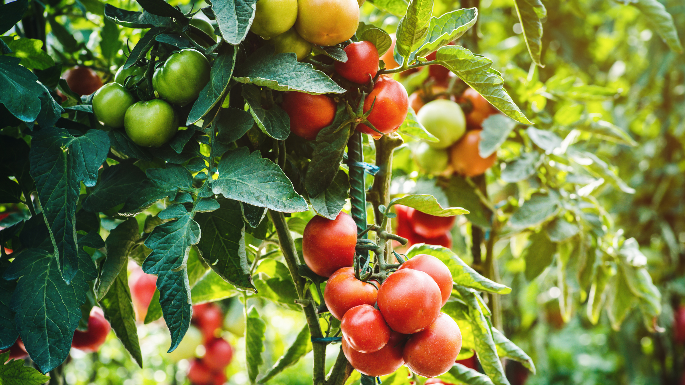 Vibrant tomato plants in a garden