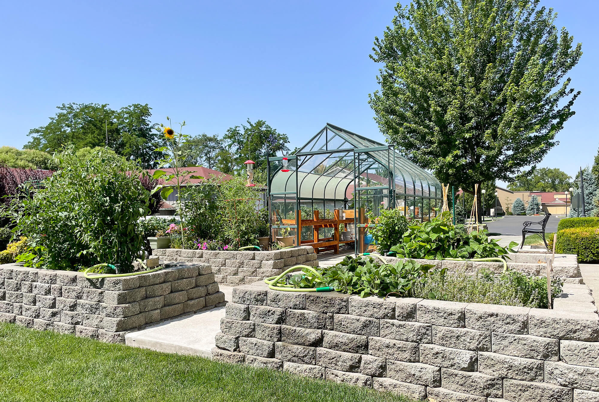 Garden area with raised beds and greenhouse
