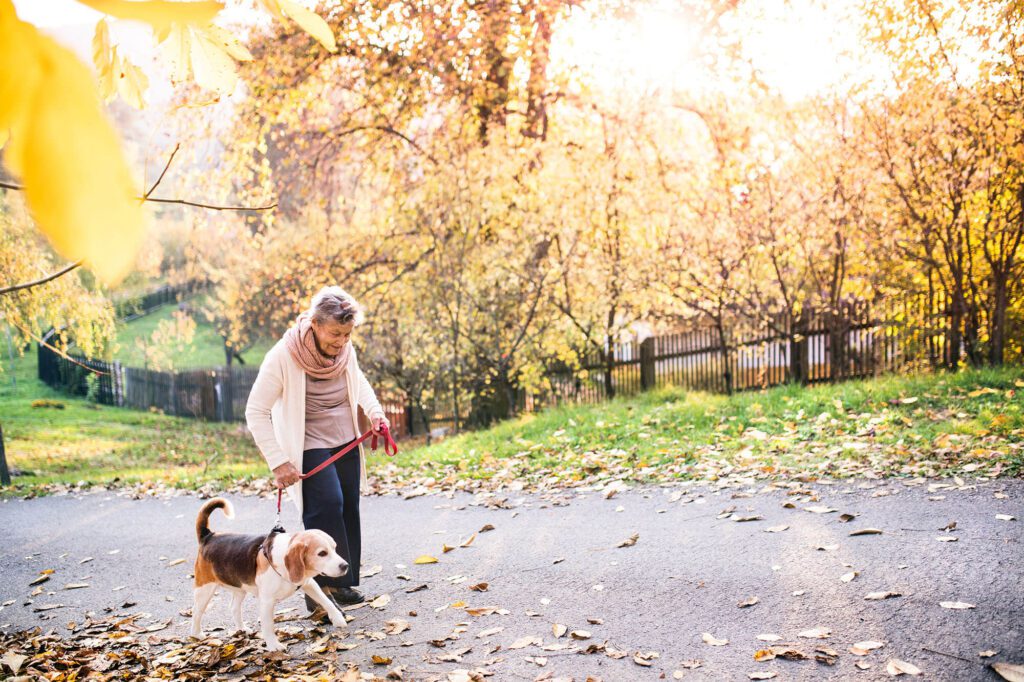 Senior woman walking a dog in a park.