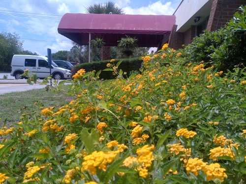 Colorful flowers in front of a building entrance