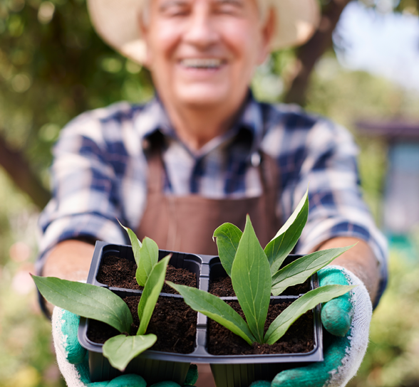 Senior man smiling while holding planted seedlings