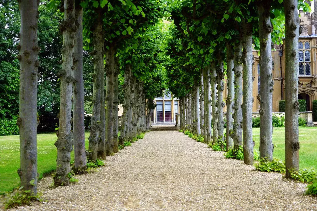 Tree-lined pathway leading to a building entrance
