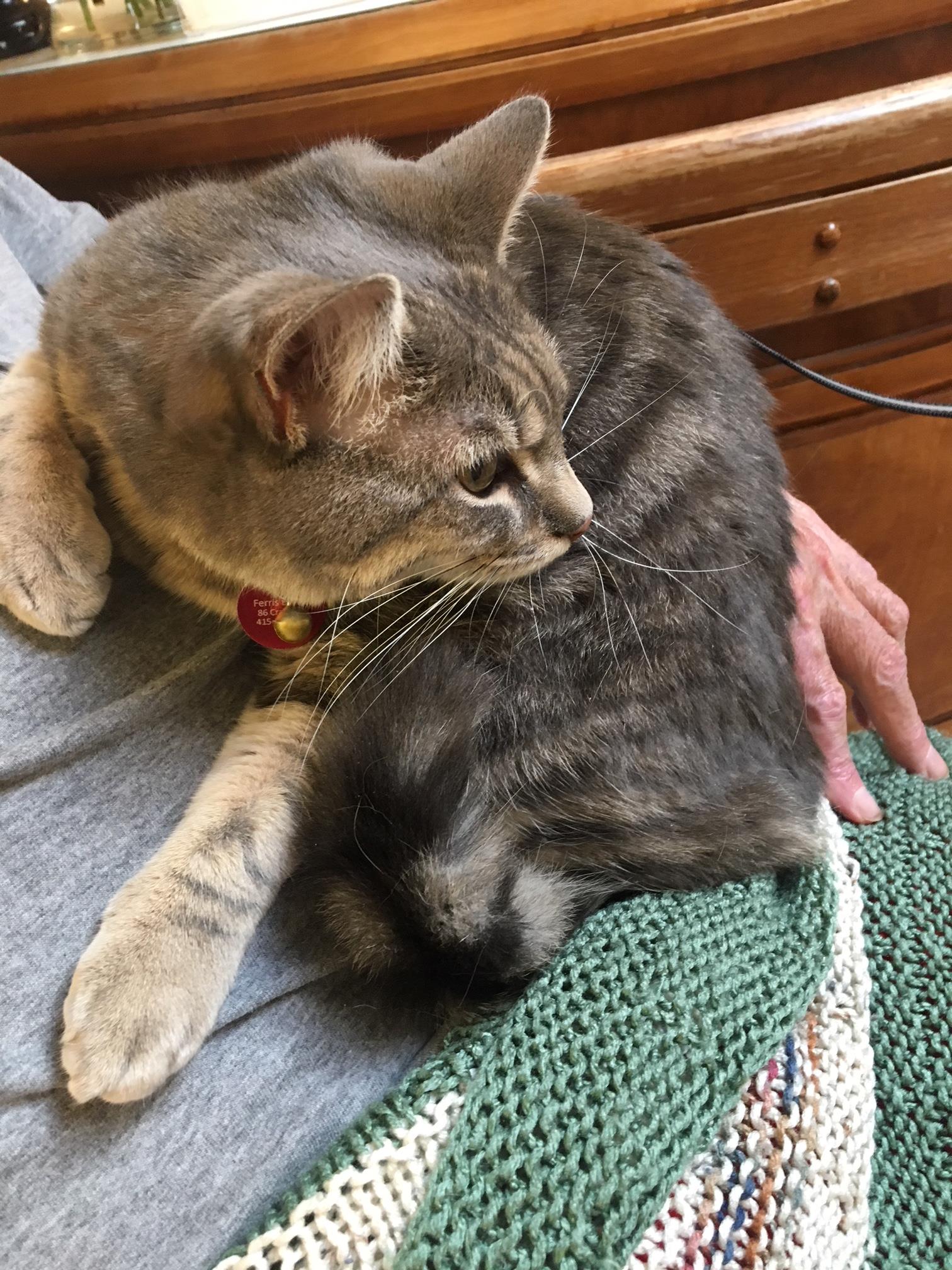 A resident with a cat resting on their lap