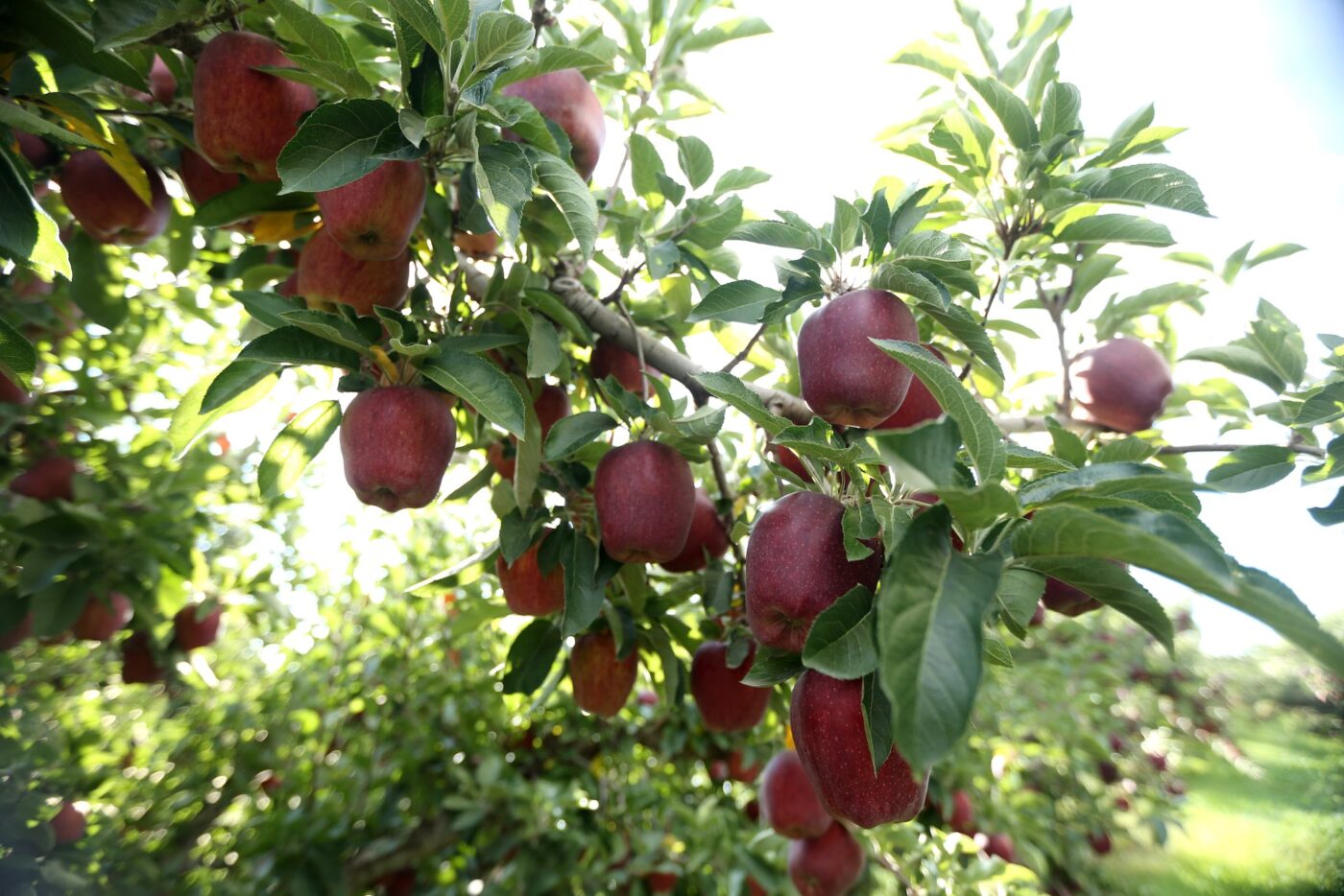 Apples hanging on a tree in an orchard