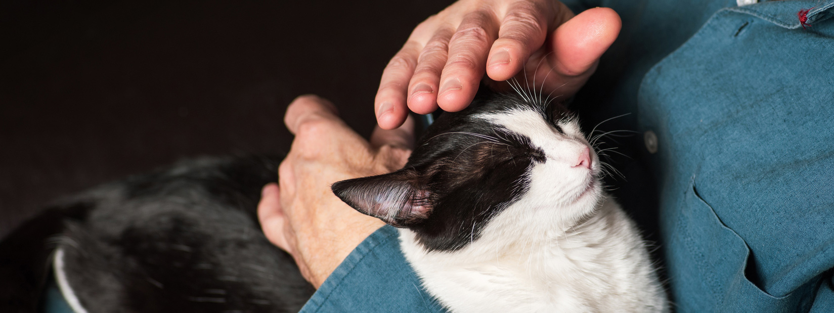 A resident gently petting a cat