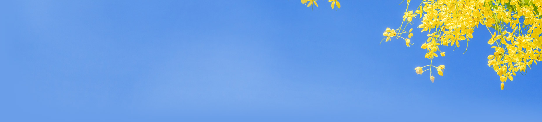 Bright yellow flowers against a blue sky