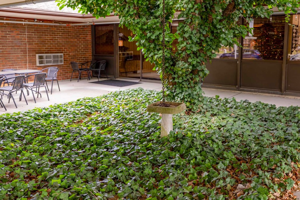 Quiet outdoor space with greenery and seating