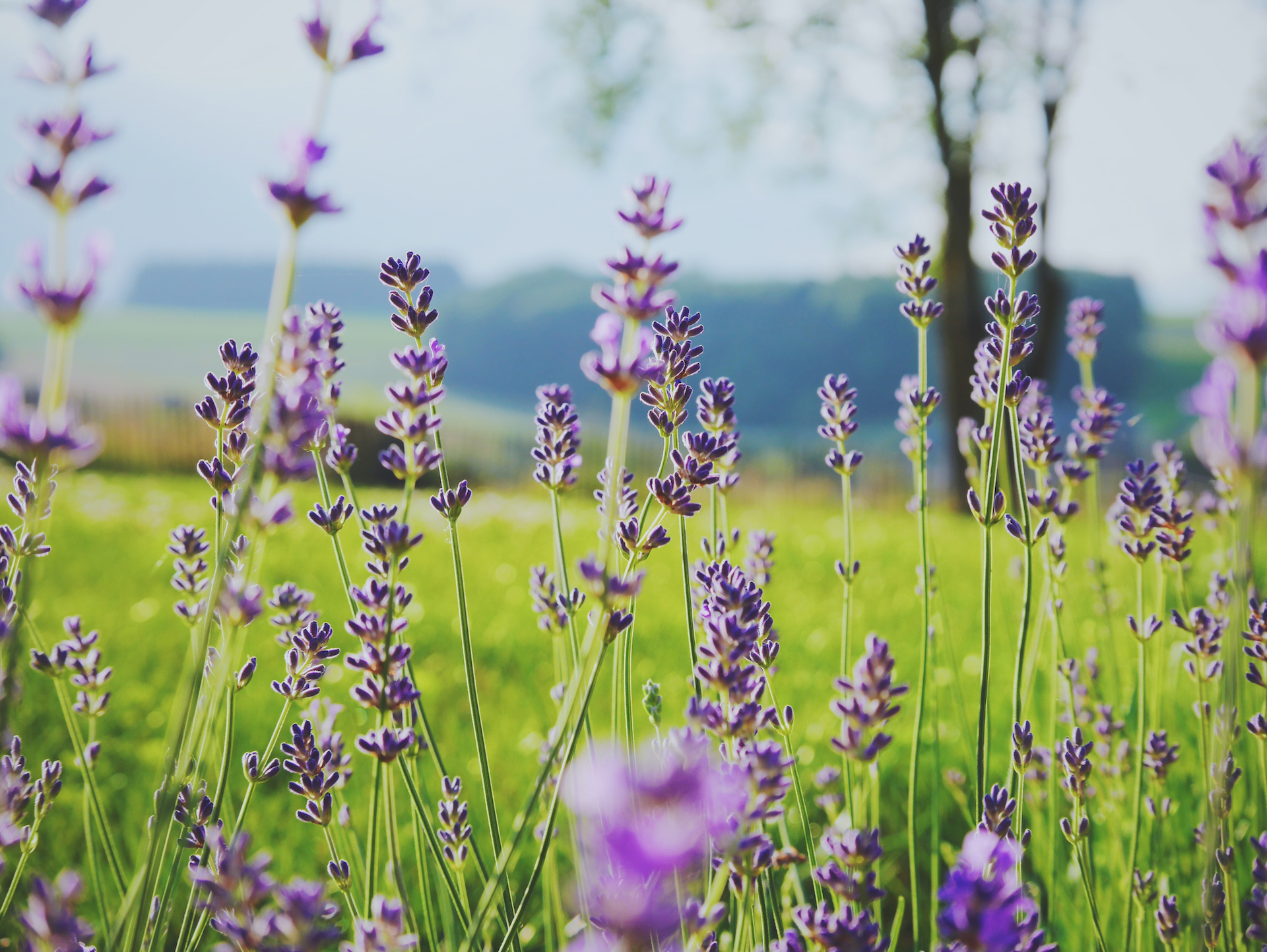 Lavender flowers in a sunny outdoor setting.