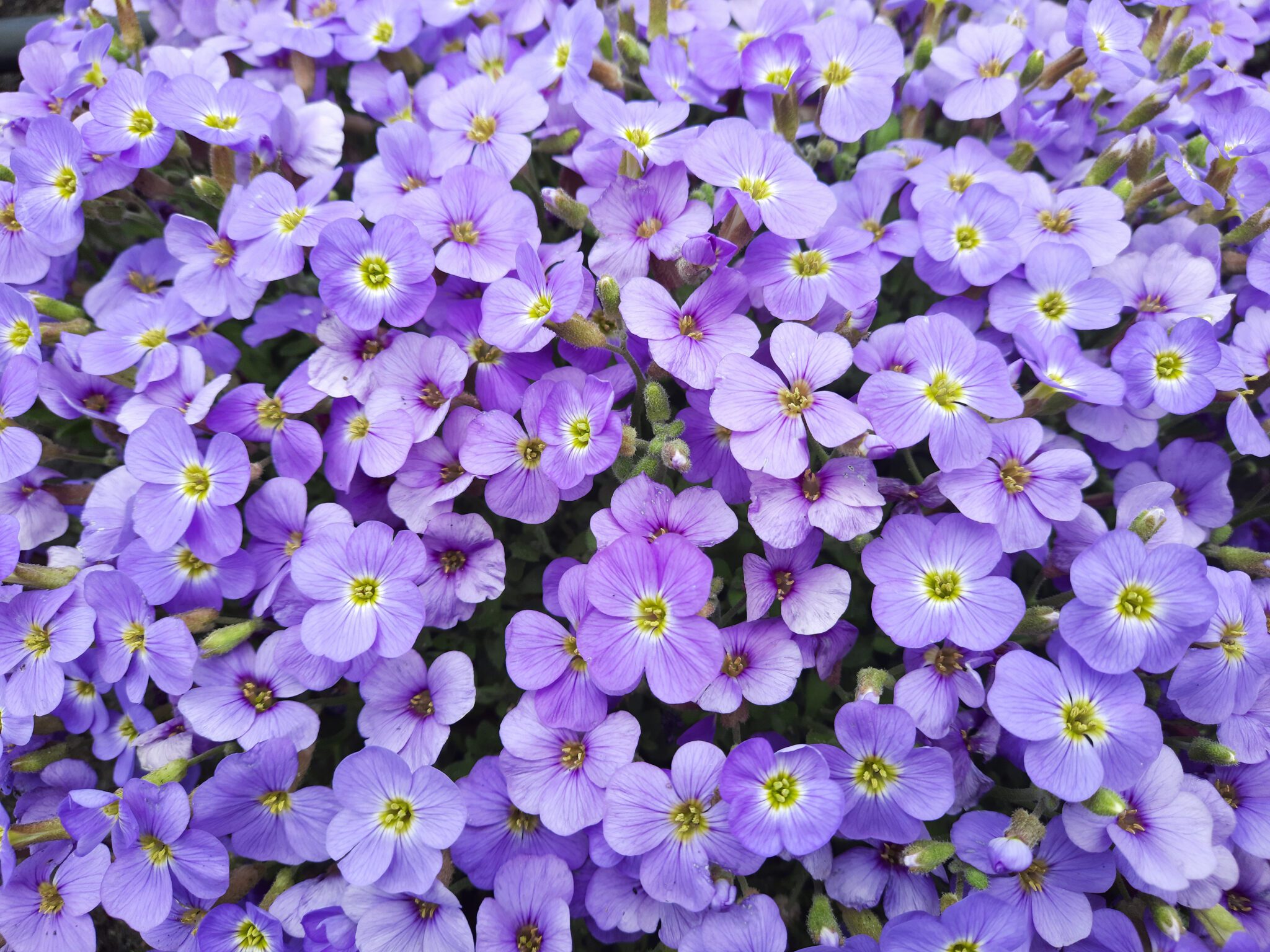Close-up of vibrant purple flowers in bloom.