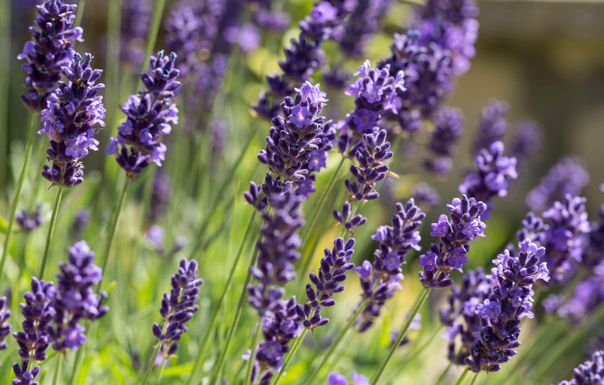 Lavender flowers in a garden setting