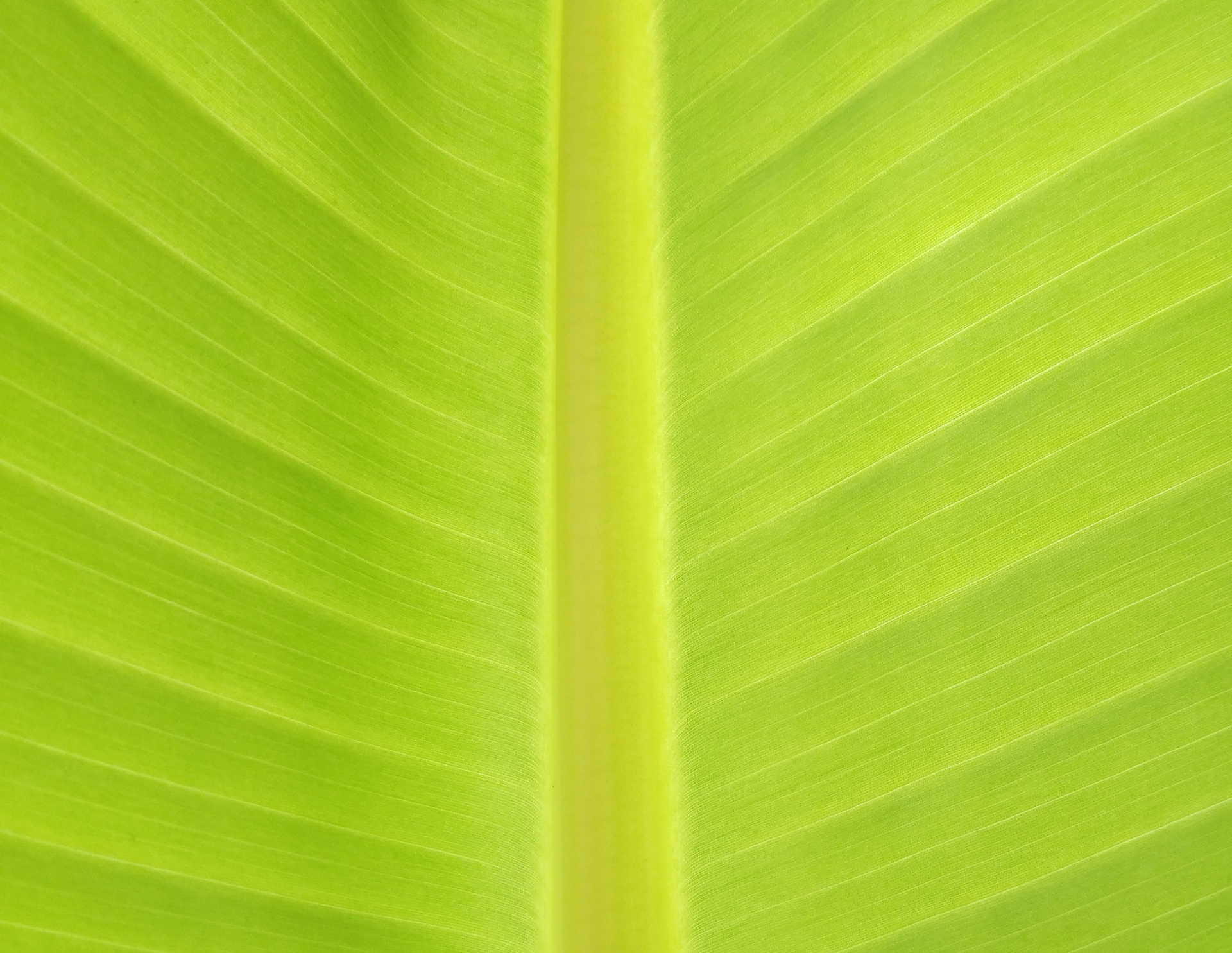Close-up of a vibrant green leaf