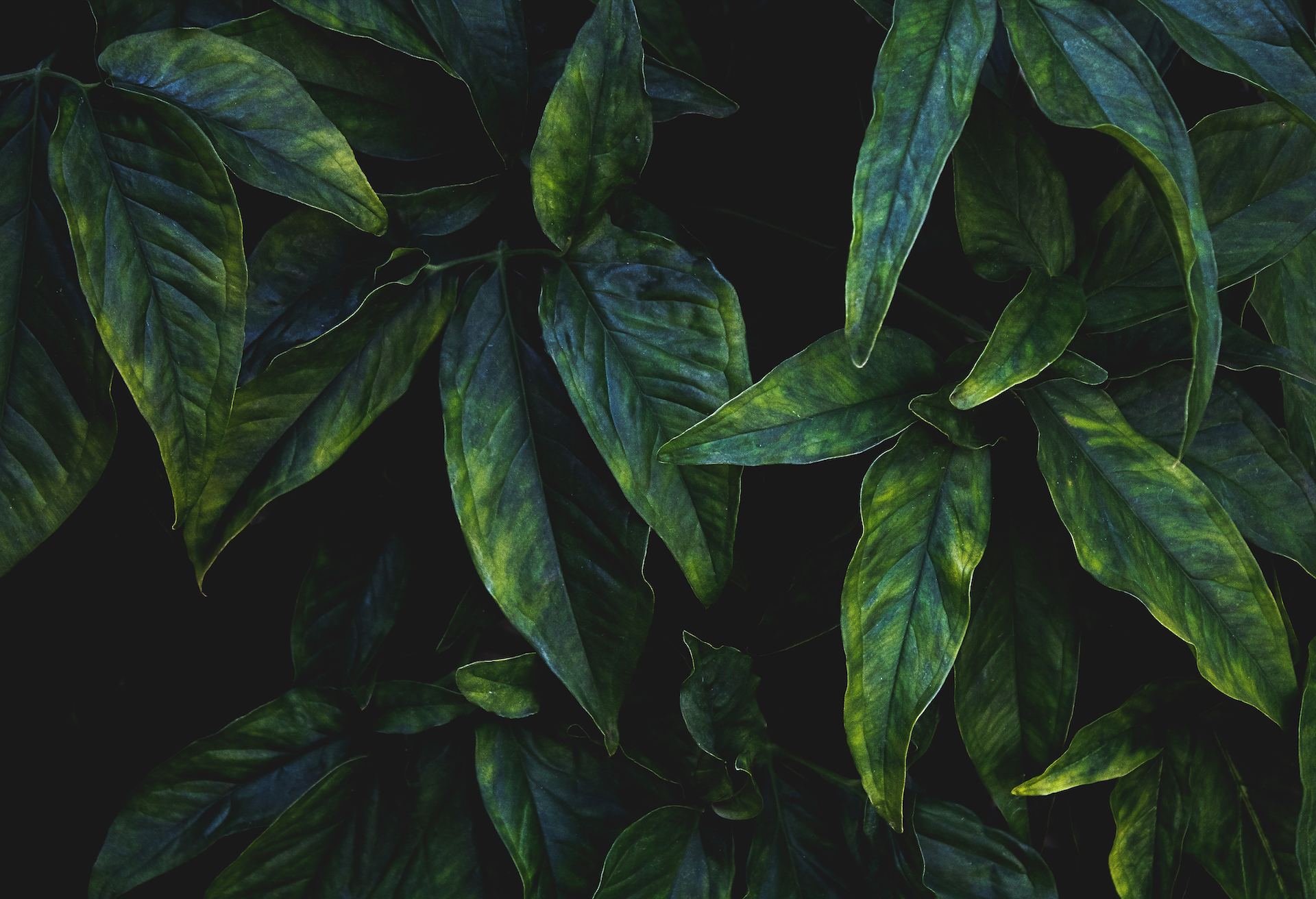 Close-up of green leaves on a dark background.