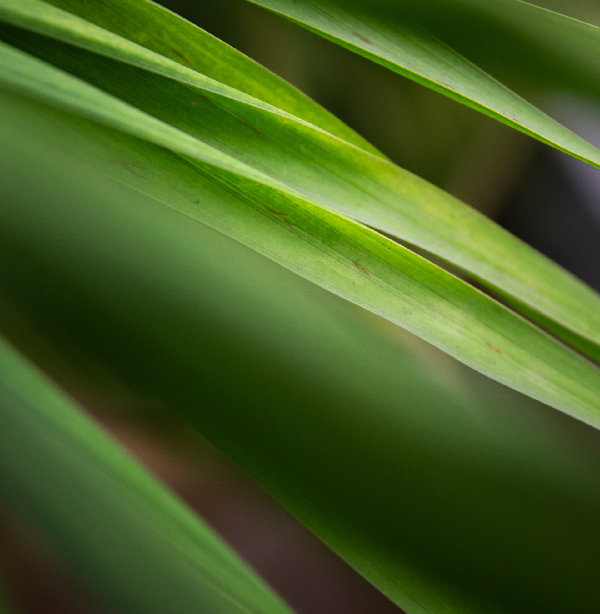 Close-up of green plant leaves.