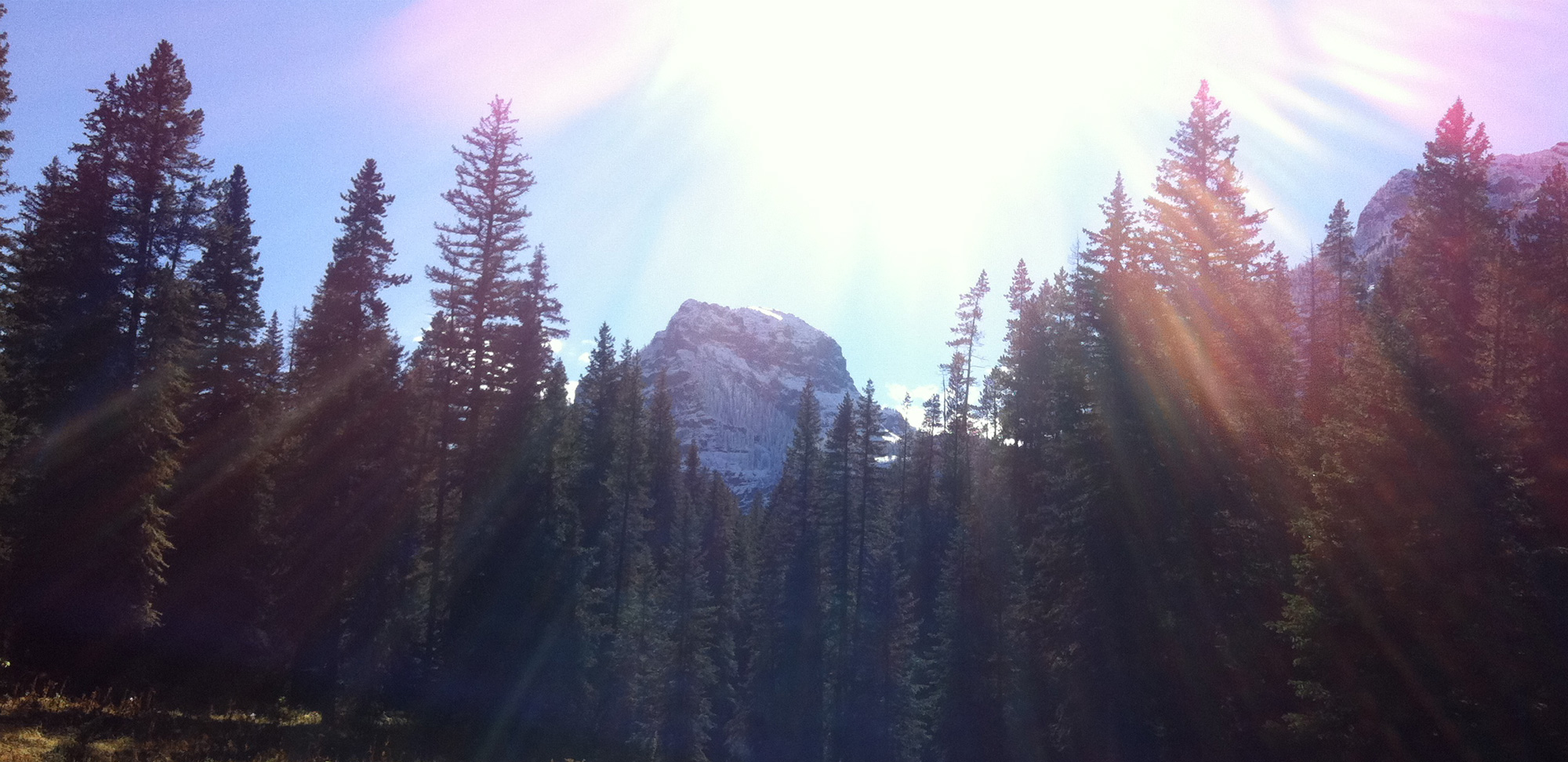 Sunlight filtering through tall pine trees in a forest