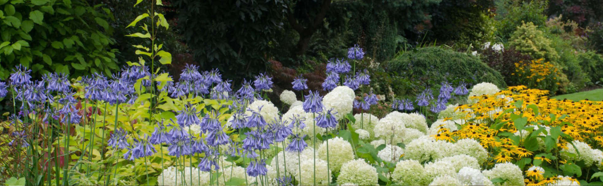 Colorful flowers in a lush garden