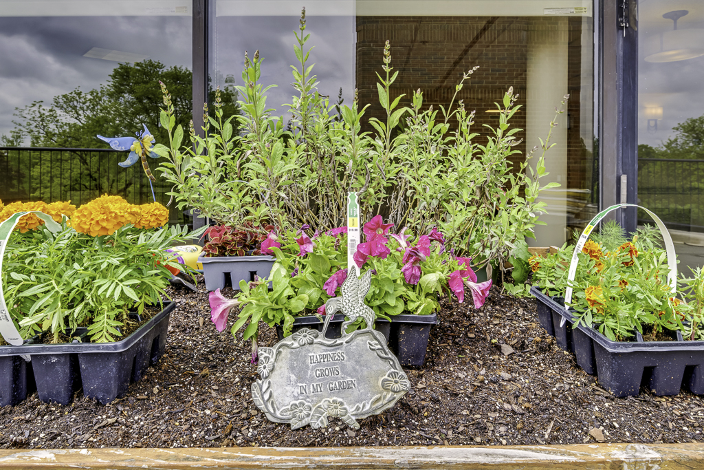 Colorful flower pots outside a building