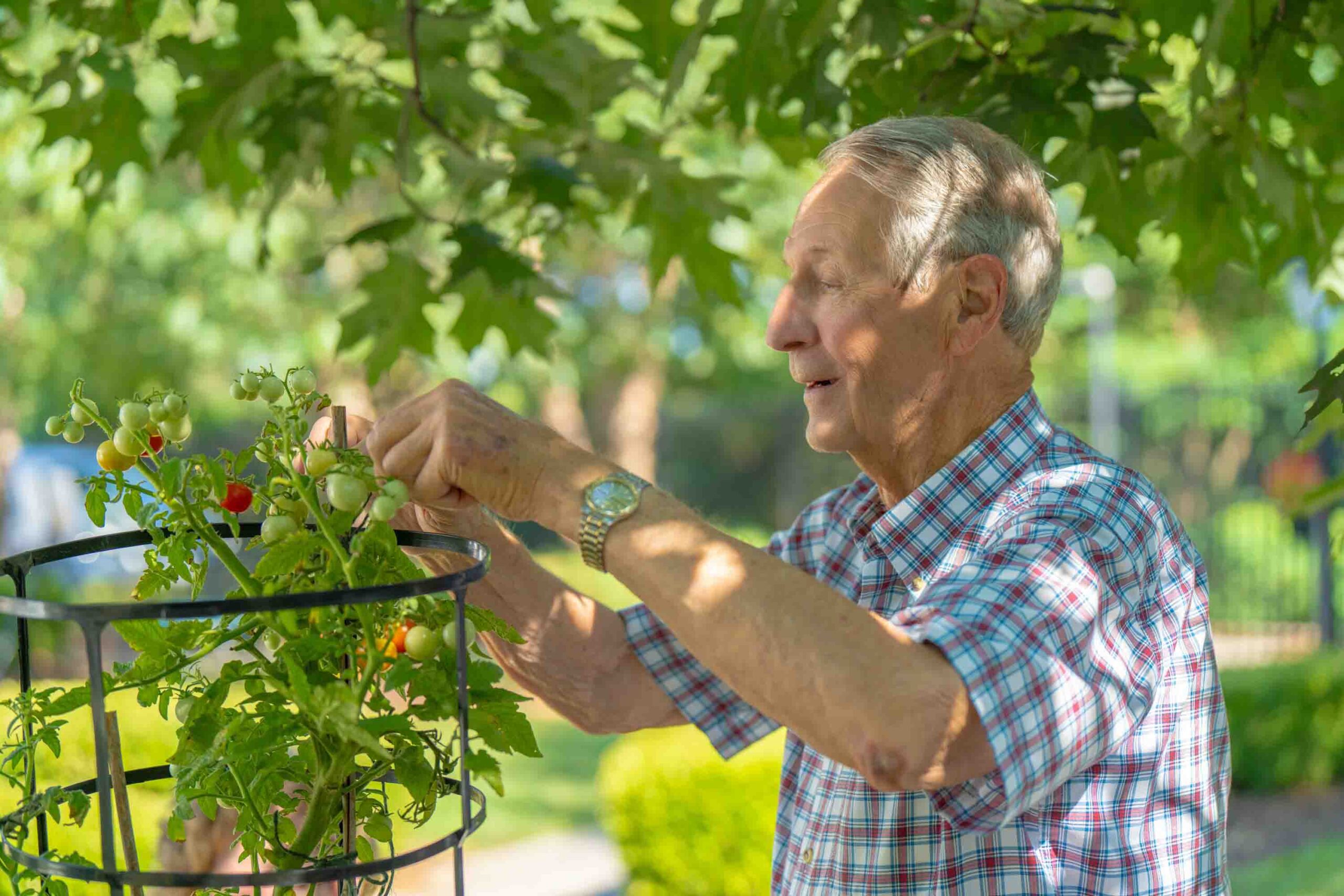 An elderly man tending to a vegetable garden