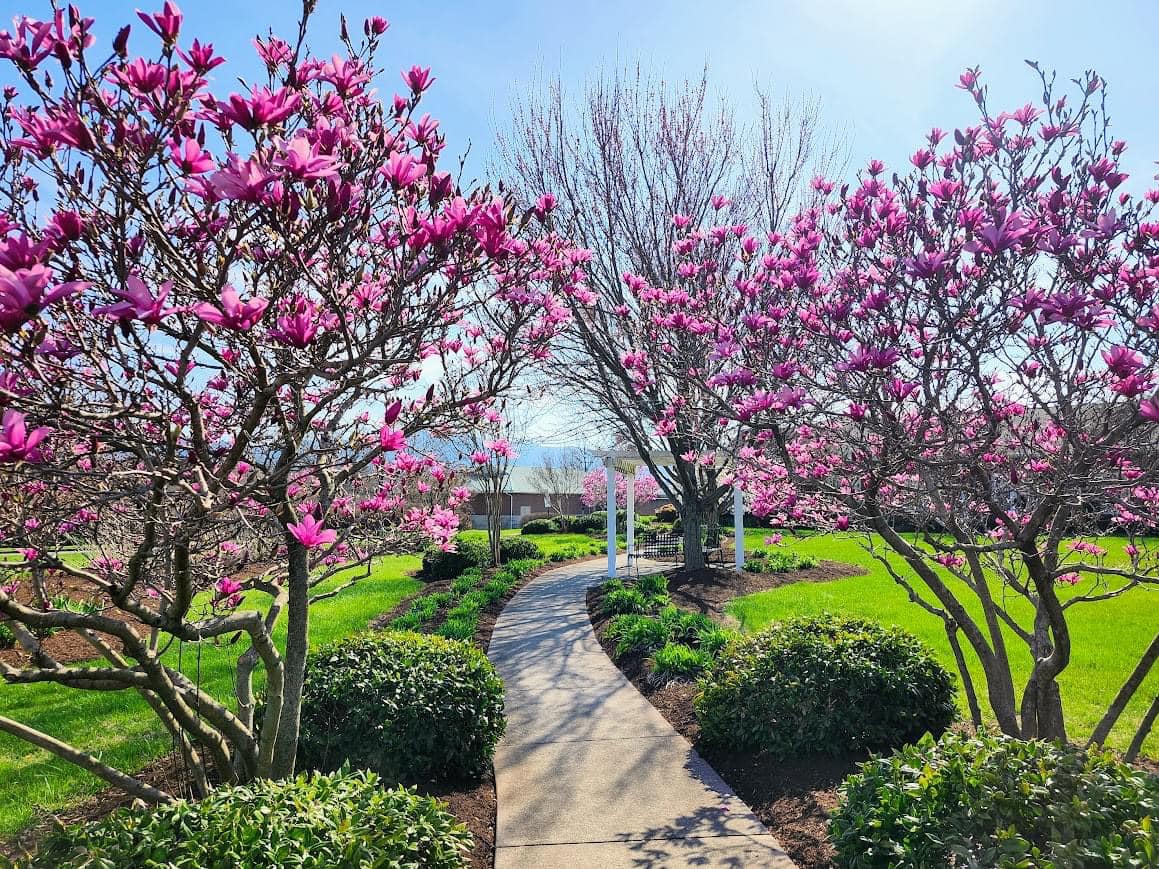 Pathway lined with blooming magnolia trees