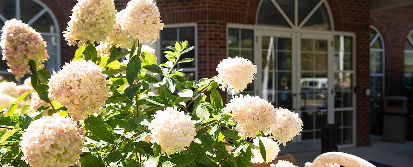 Close-up of flowering plants near the entrance