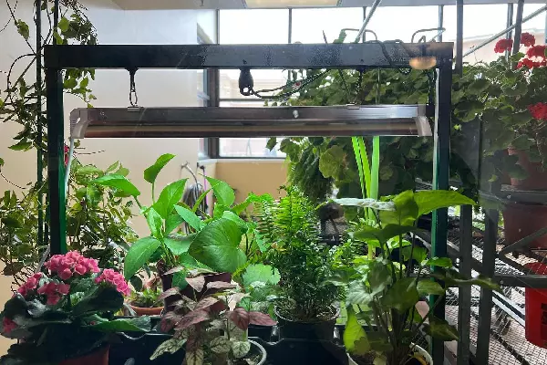 Indoor greenhouse with a variety of potted plants