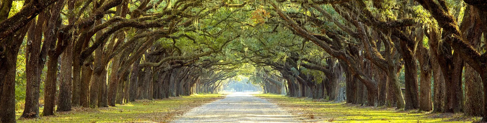 Tree-lined pathway leading to a serene outdoor area