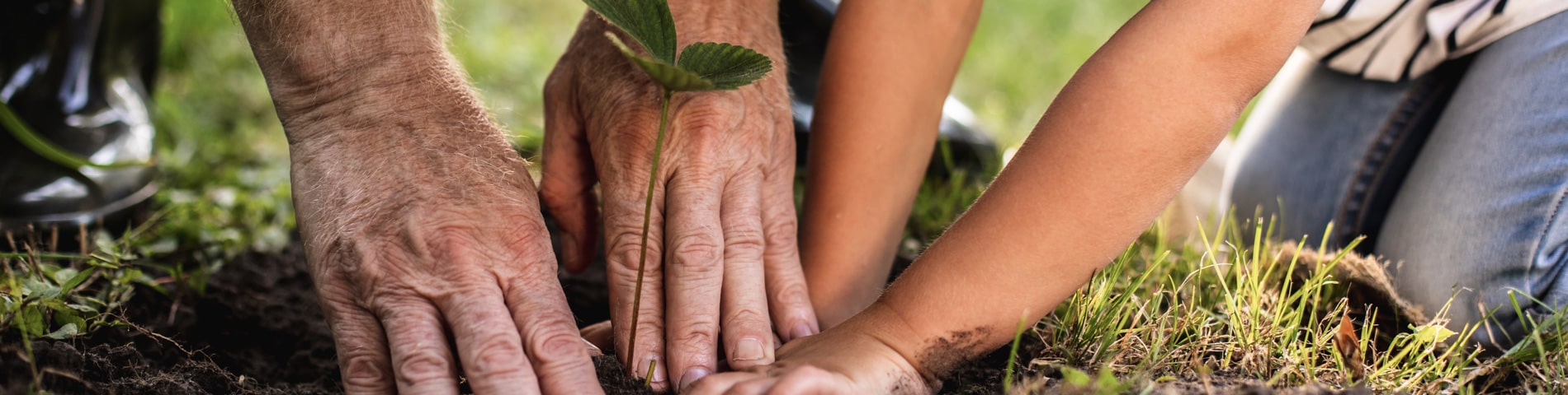 Hands of a senior and a child planting together