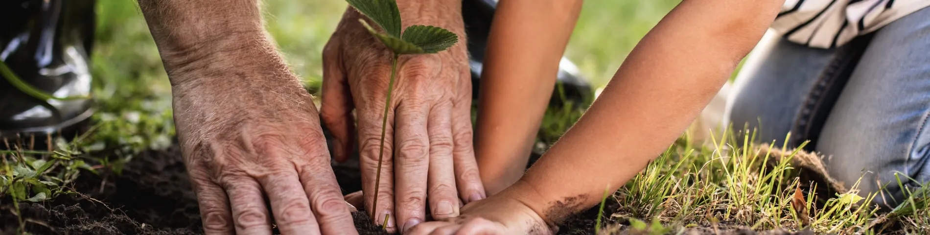 Hands of a senior and a child planting a small plant