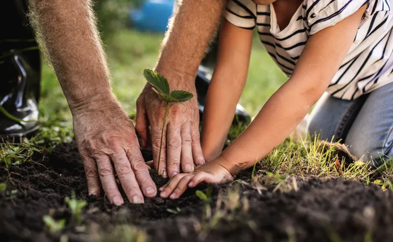 Hands of a caregiver and child planting a small plant