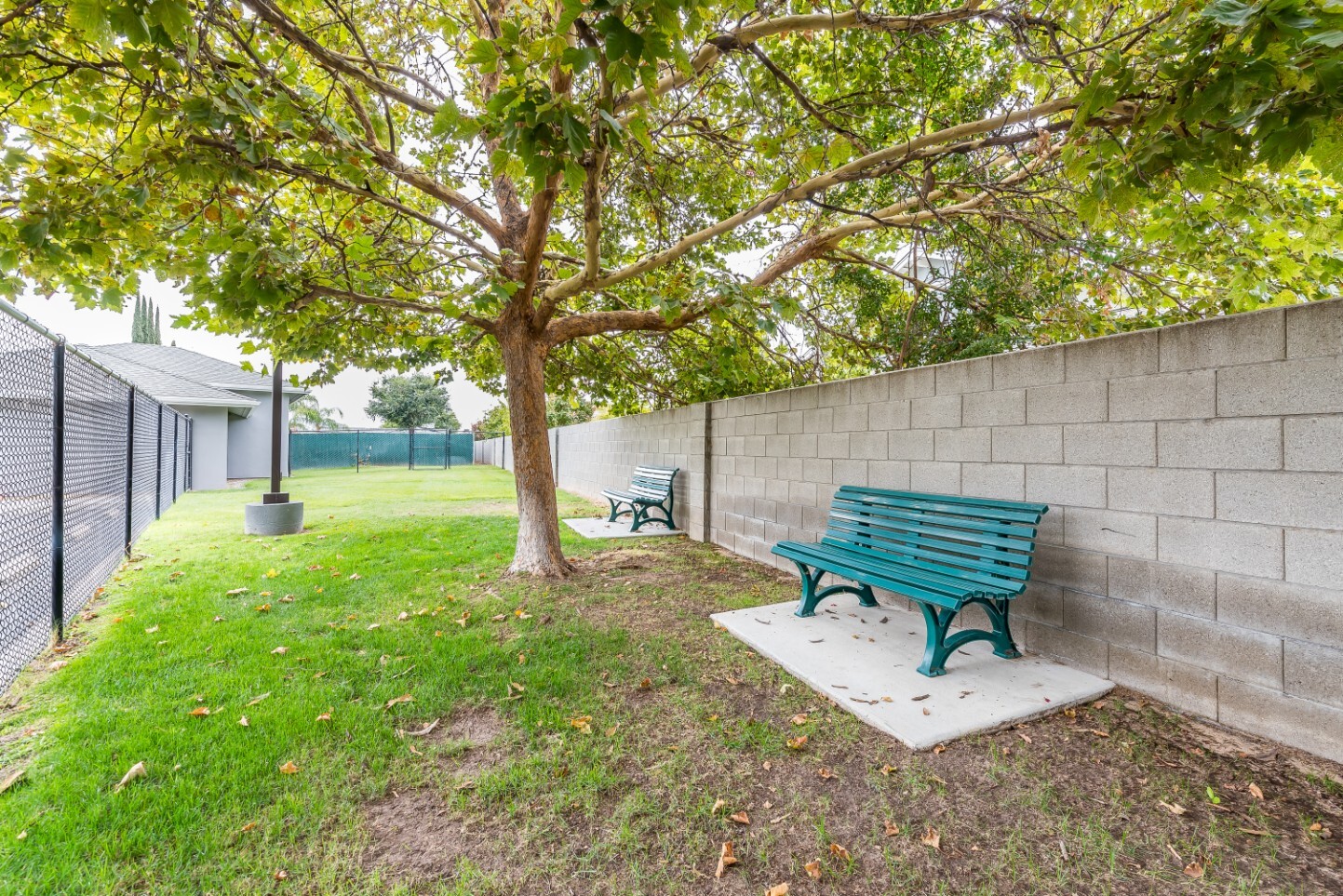 Outdoor benches under a tree in a green space