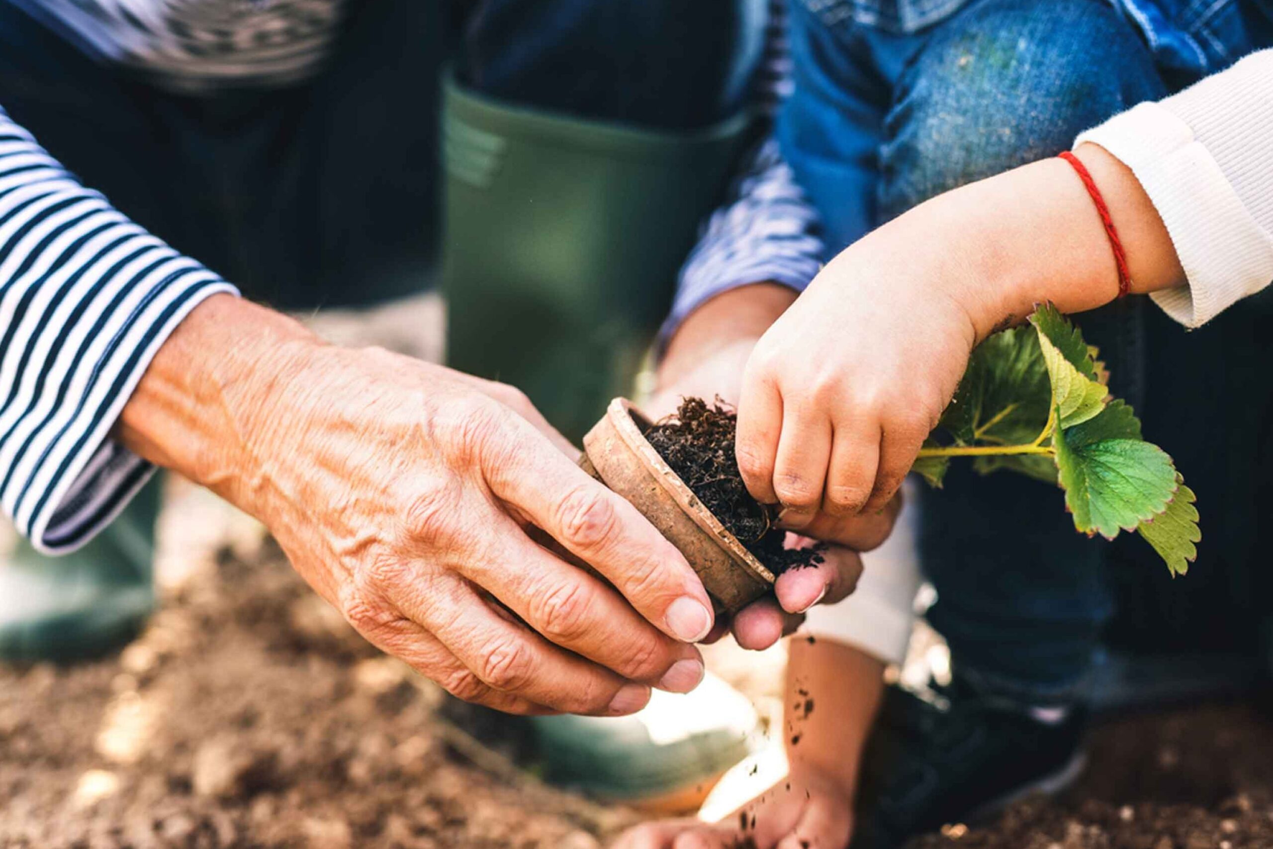An elderly person and child planting a strawberry seedling