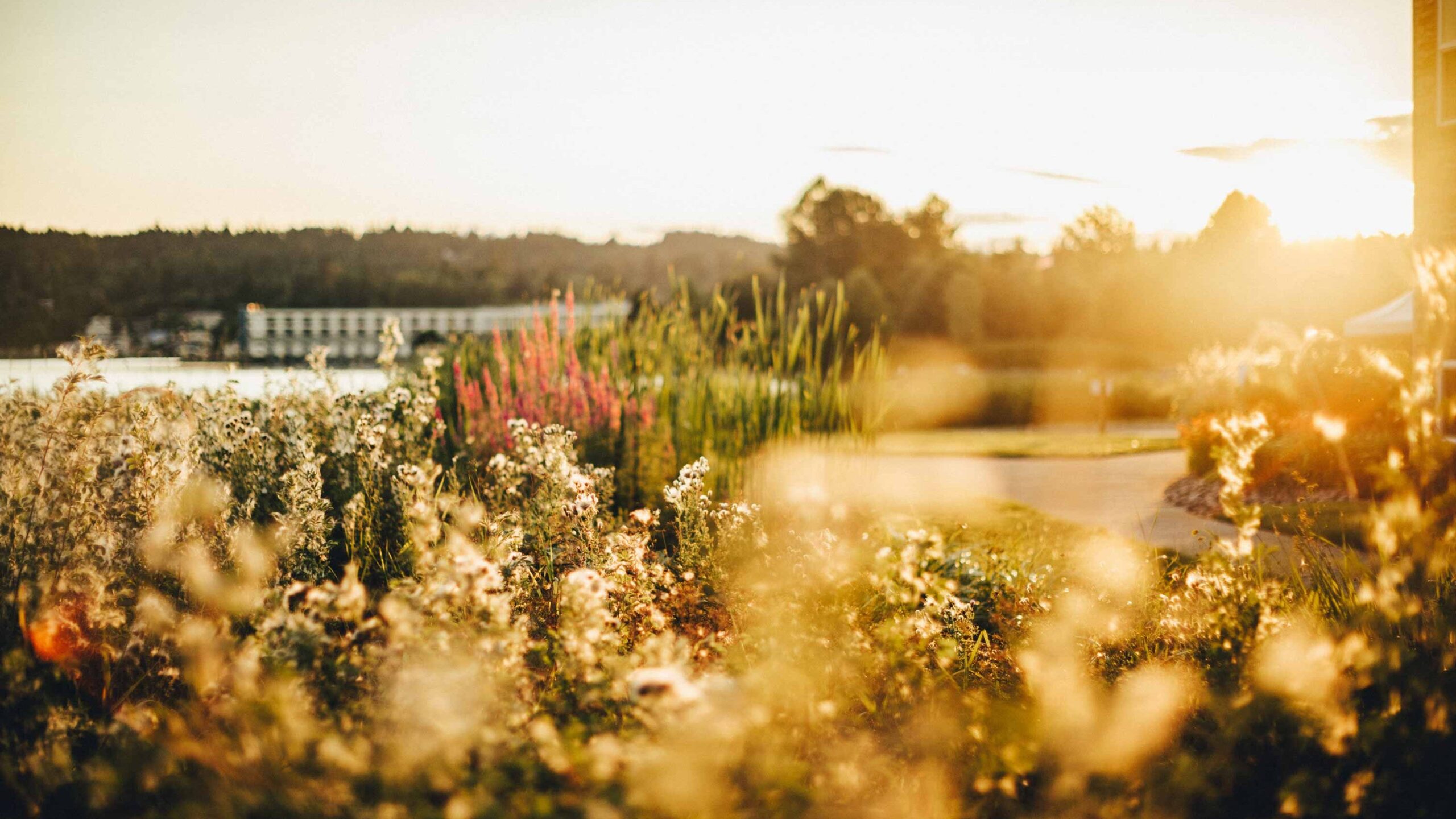Outdoor flowers with sunset view