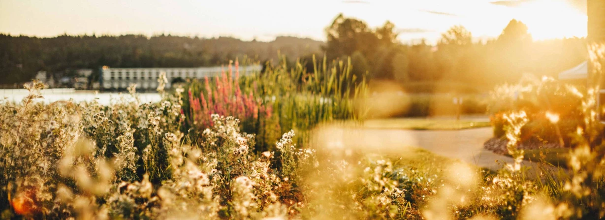 Beautiful outdoor garden at sunset