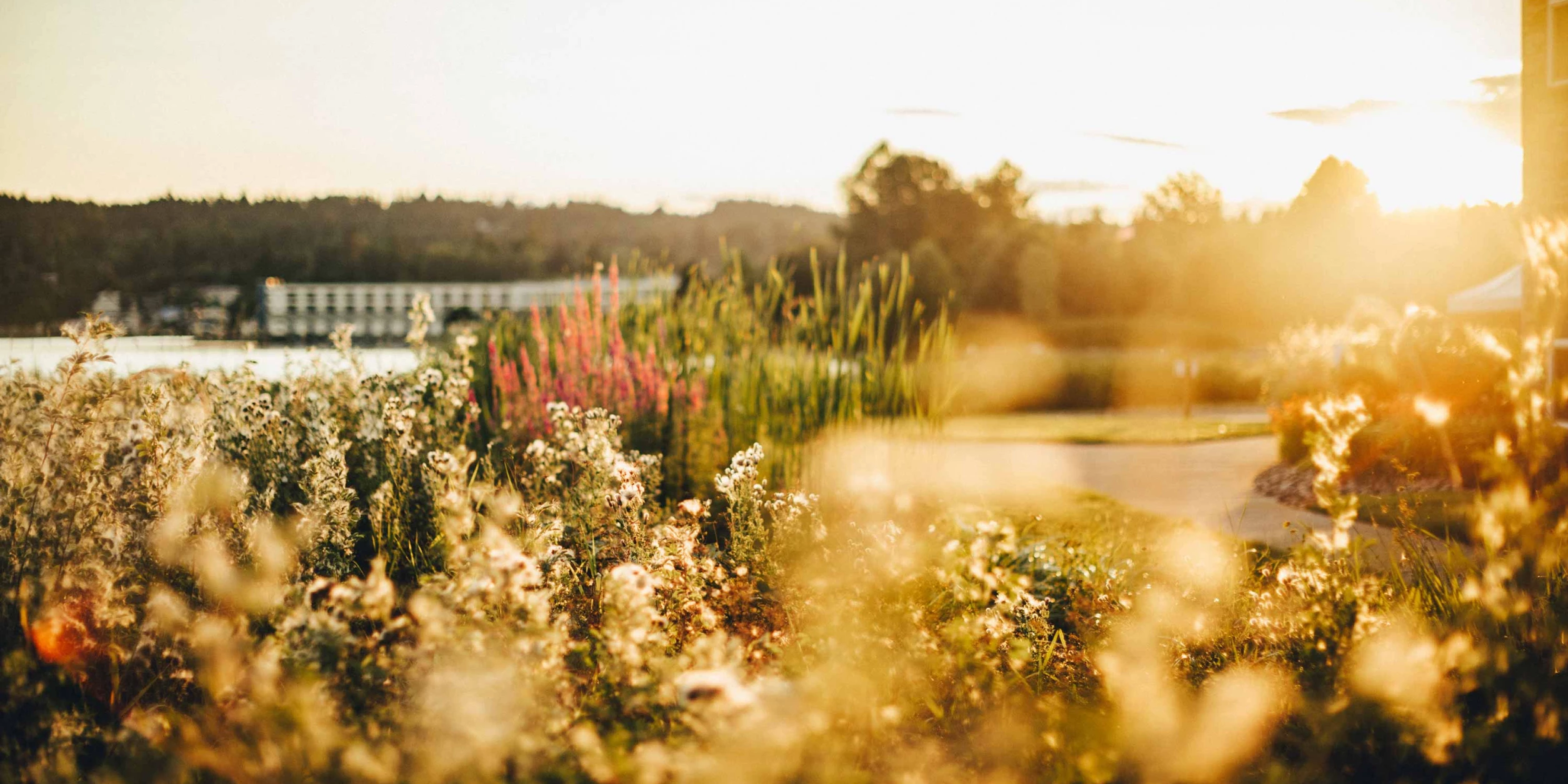A landscaped outdoor area with flowers at sunset