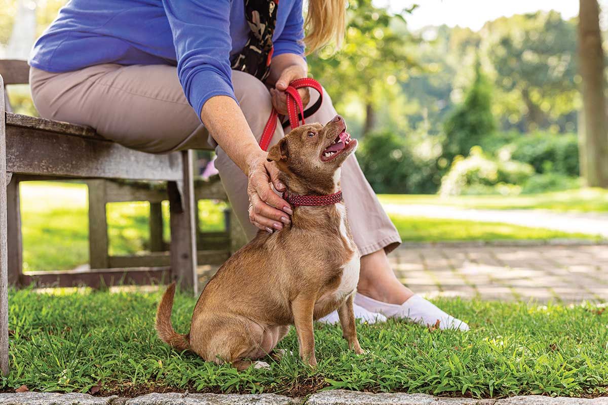 Person petting a dog in a park