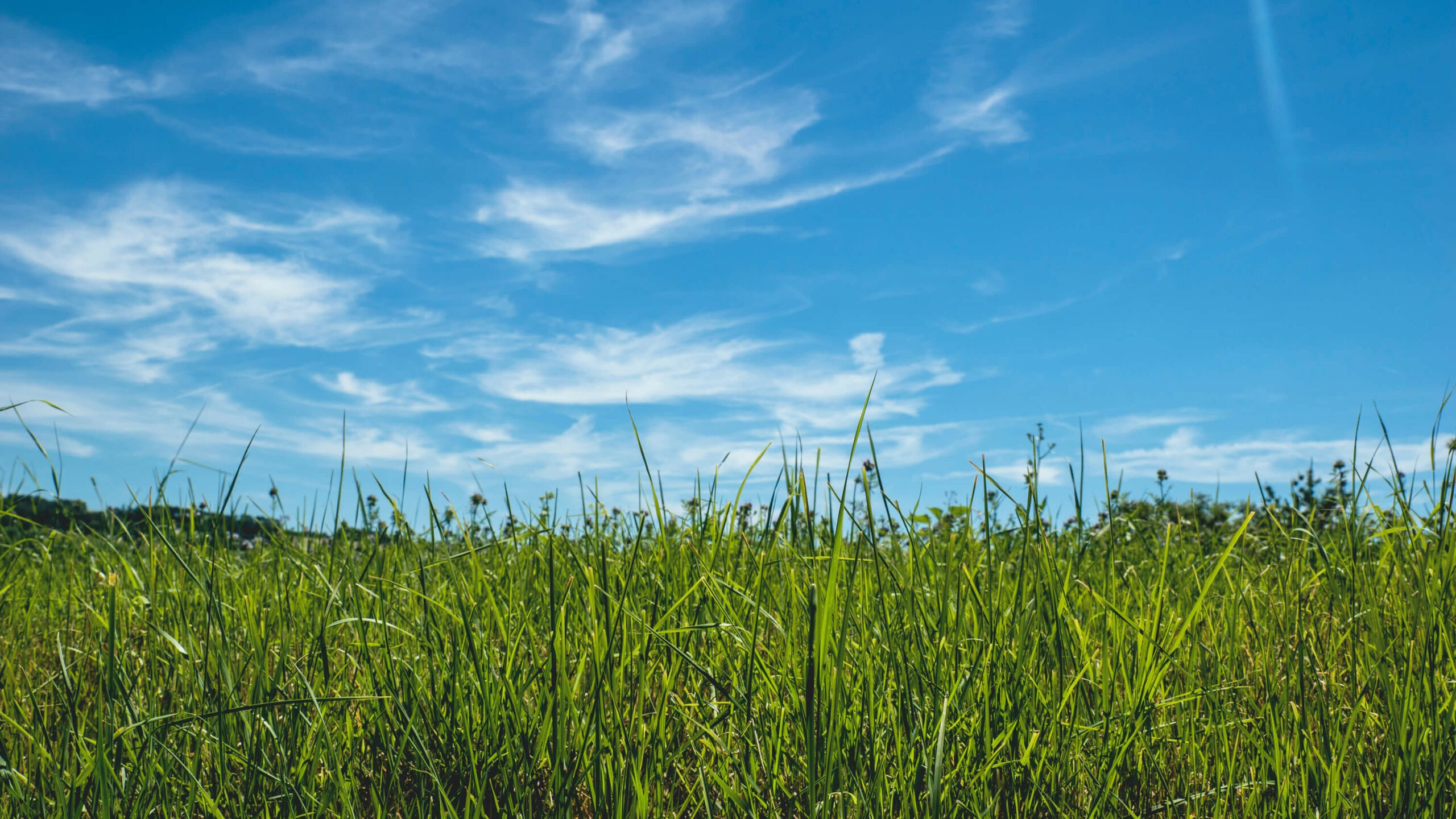 Tall grass under a blue sky with clouds.