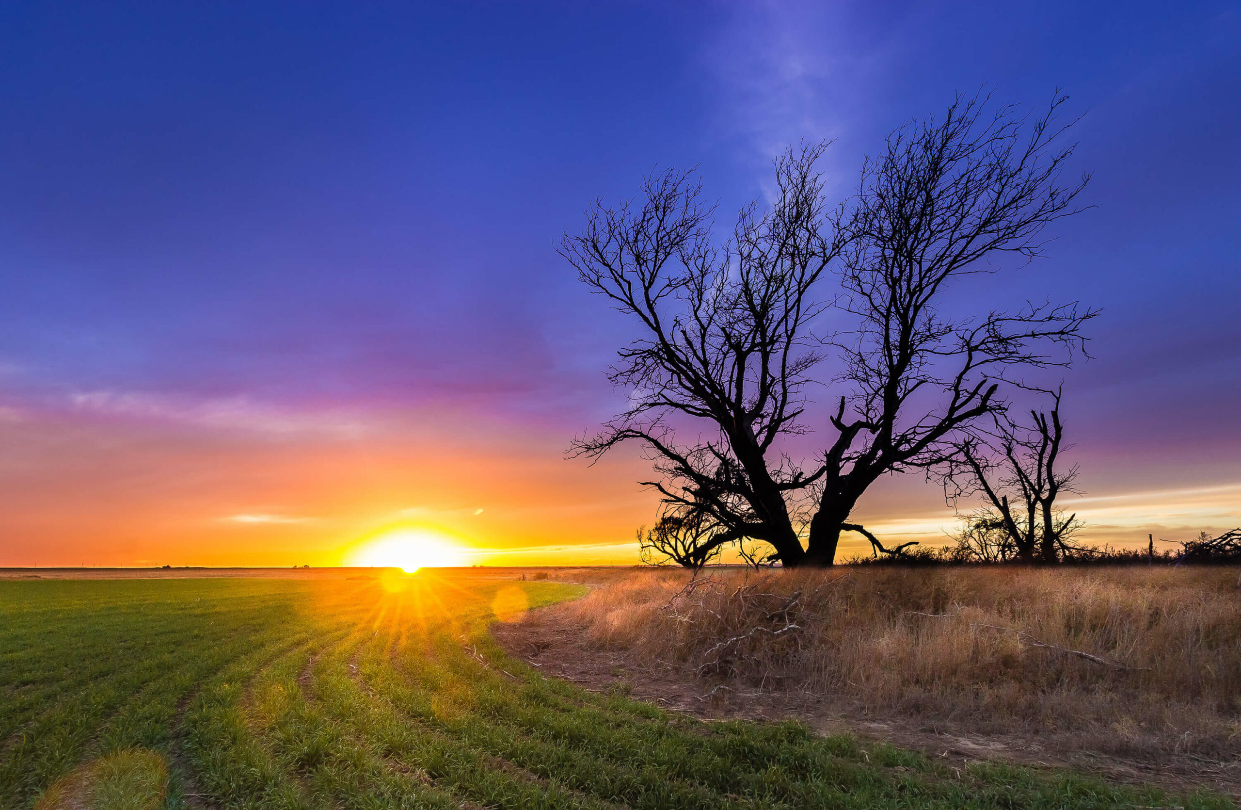 Sunset over a field with a lone tree.