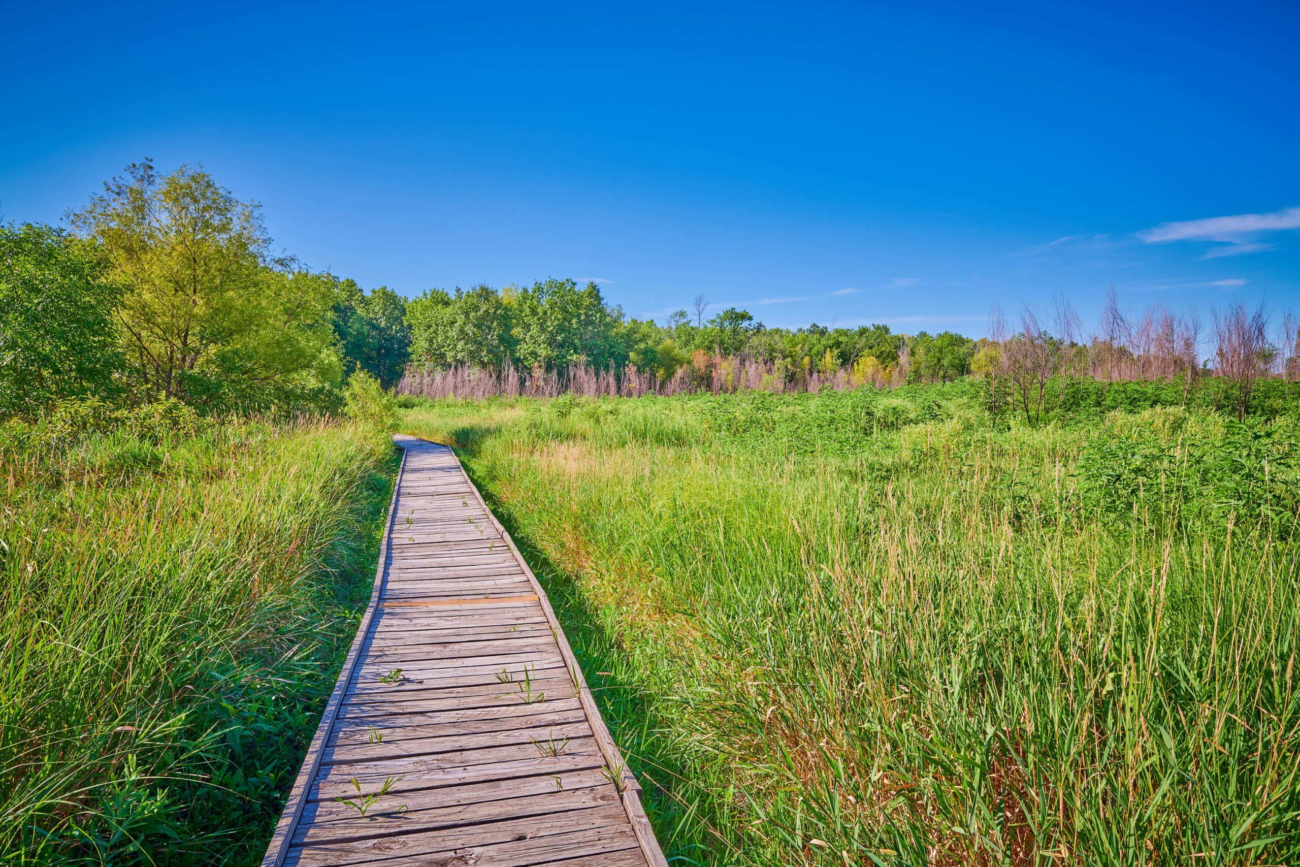 Wooden walkway through lush greenery and trees