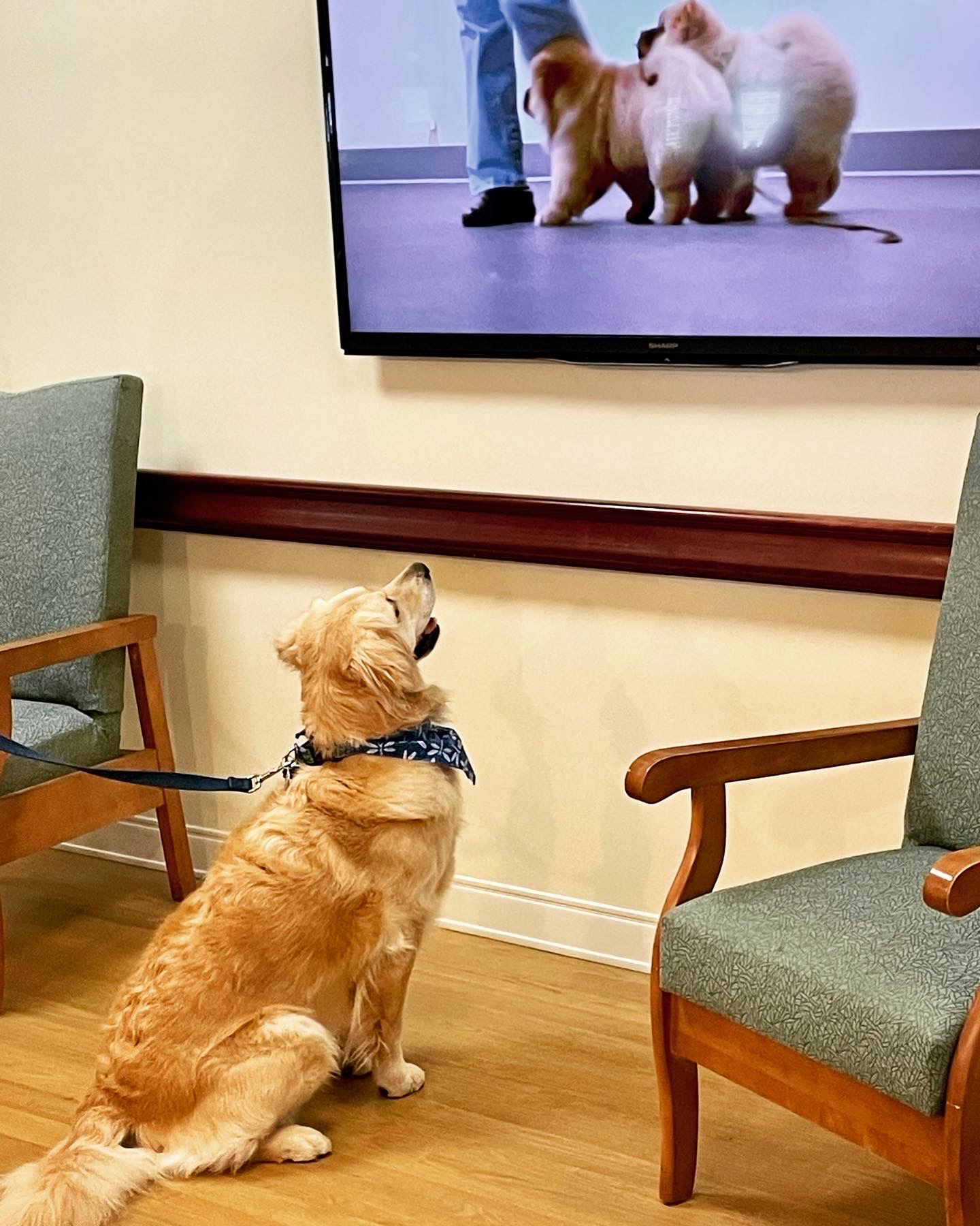 A golden retriever dog in a common area watching TV