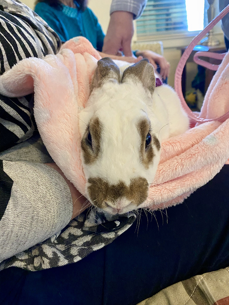 A resident holding a pet rabbit wrapped in a blanket