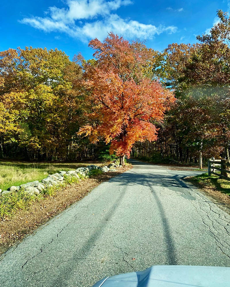 A scenic view of a road lined with trees in autumn colors