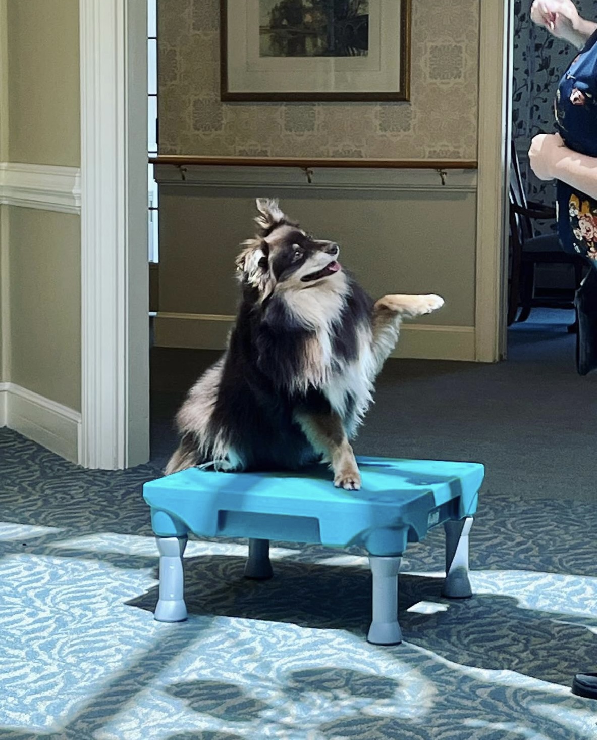 A playful dog interacting with a resident