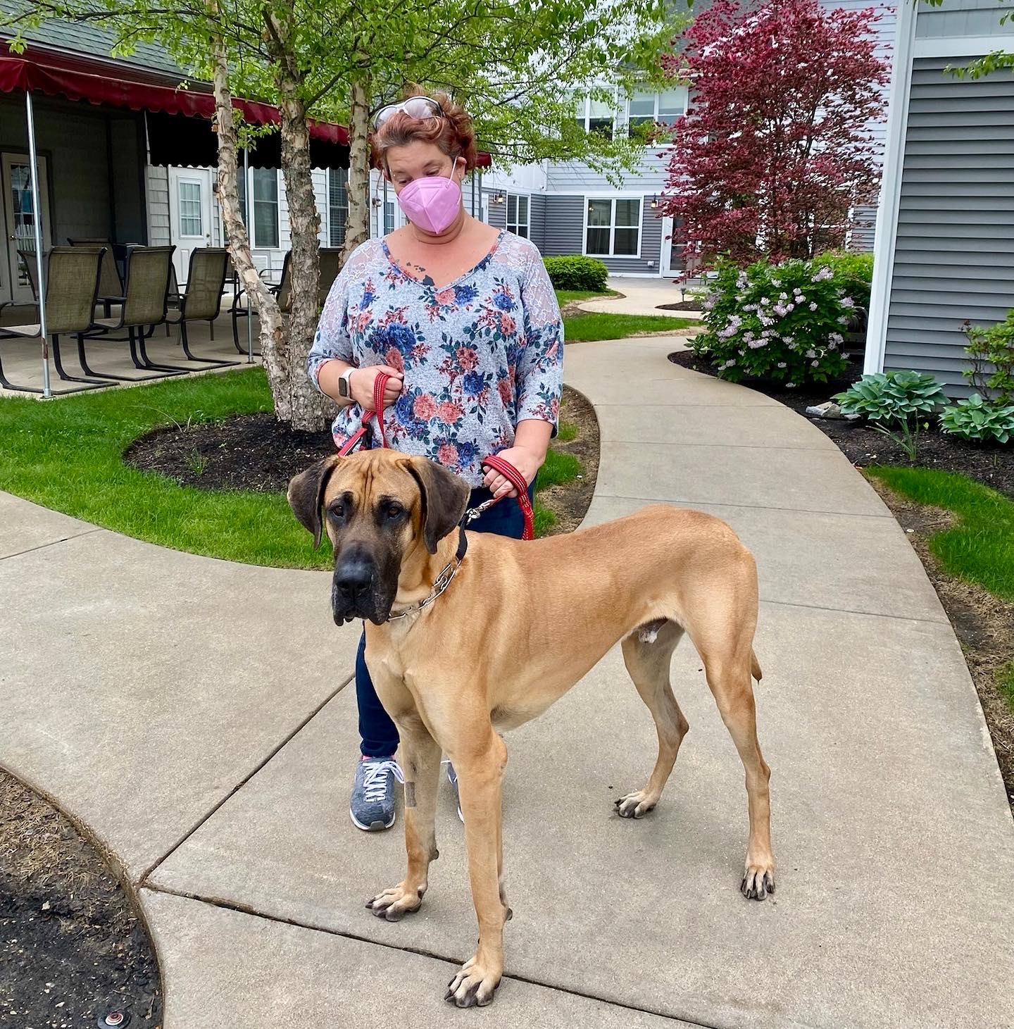 A woman with a large dog in a landscaped pathway