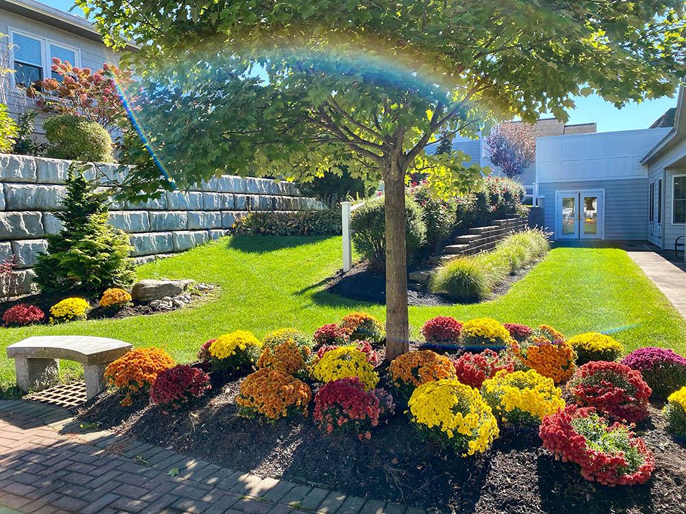 Vibrant outdoor garden area with colorful flowers