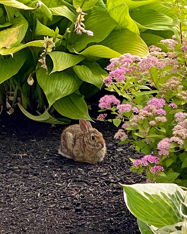 A rabbit resting among flowers in a garden