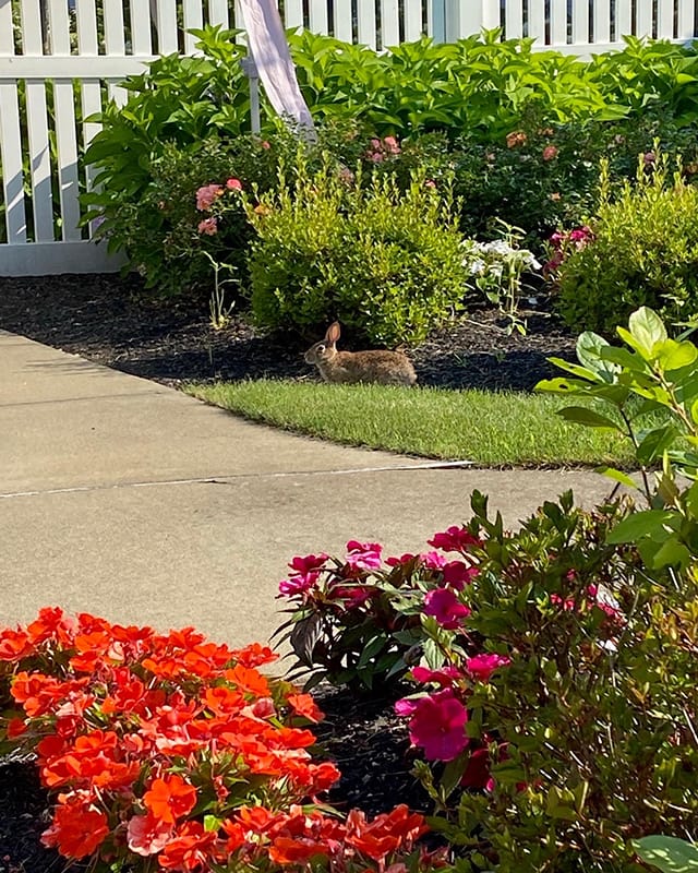 A rabbit in a garden area with colorful flowers
