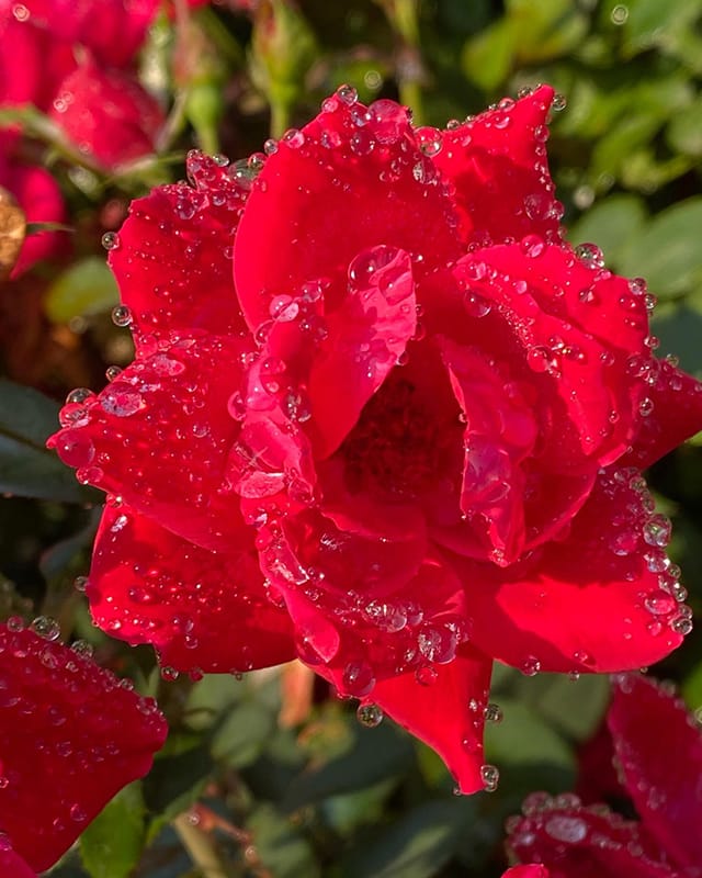 A close-up of a red rose covered in droplets
