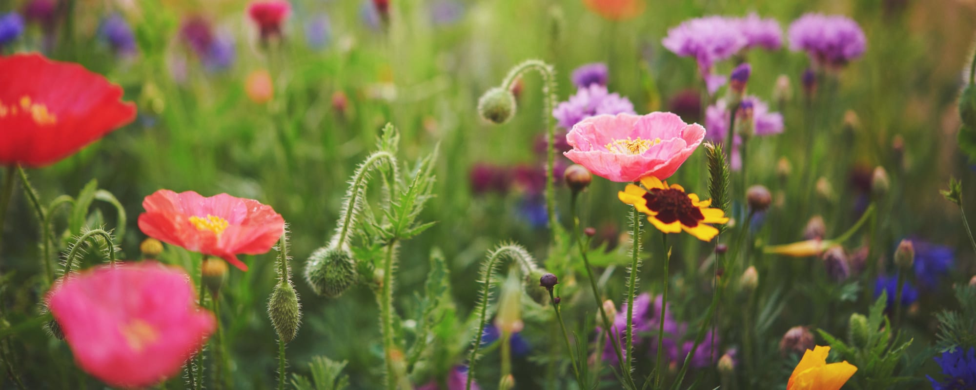Colorful flowers blooming in a garden