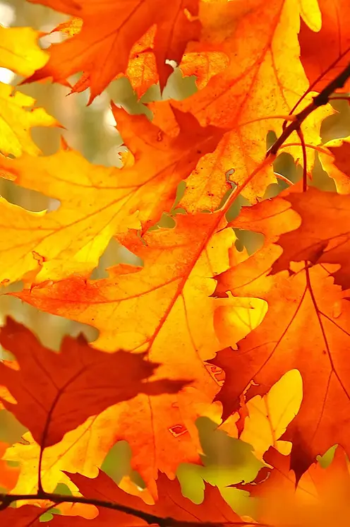 All Seasons Home Care – San Jose