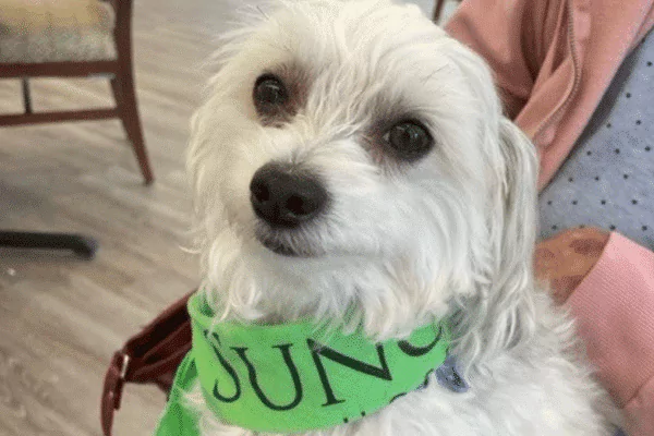 A dog wearing a green bandana inside a facility